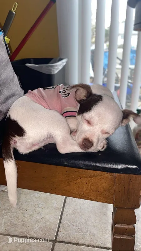 Valentina, a female Chihuahua for sale in Bolingbrook, IL – Photo 1 of 5