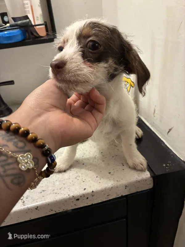 Moomoo – Chipoo puppy for sale in Bolingbrook, IL