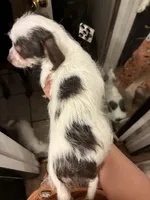 Moomoo, a female Chipoo for sale in Bolingbrook, IL – Photo 2 of 2