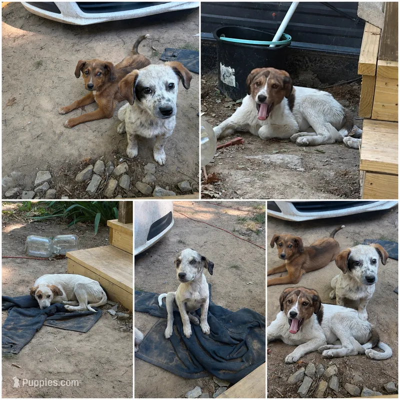 No names yet  – Great Pyrenees, American Leopard Hound puppy for sale in Red House, VA