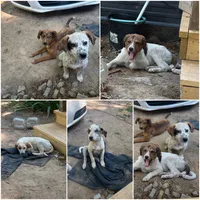 No names yet , a male Great Pyrenees and American Leopard Hound for sale in Red House, VA – 1 of 1