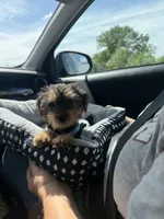 Charlie, a male Yorkshire Terrier for sale in Tennessee Colony, TX – 3 of 5