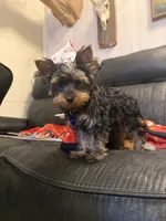 Angelica, a female Yorkshire Terrier for sale in Tennessee Colony, TX – 3 of 4