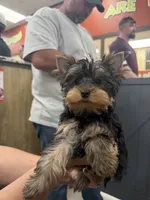 Angelica, a female Yorkshire Terrier for sale in Tennessee Colony, TX – 4 of 4