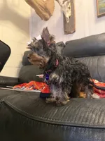 Angelica, a female Yorkshire Terrier for sale in Tennessee Colony, TX – 2 of 4