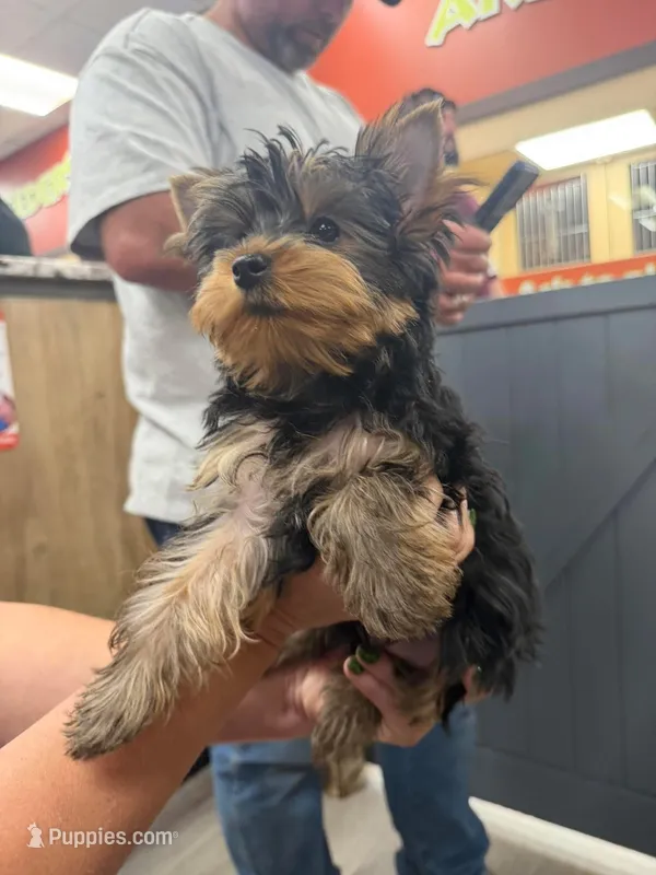 Angelica – Yorkshire Terrier puppy for sale in Tennessee Colony, TX