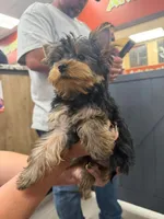 Angelica, a female Yorkshire Terrier for sale in Tennessee Colony, TX – 1 of 4