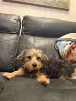Charlie, a male Yorkshire Terrier for sale in Tennessee Colony, TX – 2 of 5