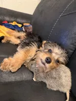 Charlie, a male Yorkshire Terrier for sale in Tennessee Colony, TX – 5 of 5