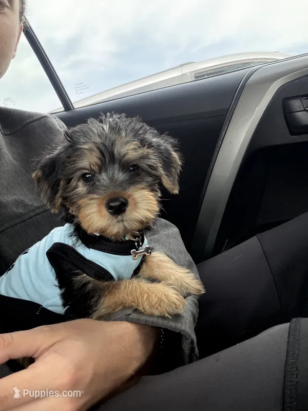 Charlie – Yorkshire Terrier puppy for sale in Tennessee Colony, TX