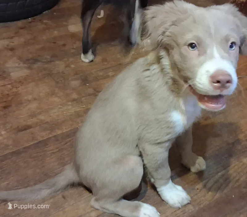 Fozzy – American Staffordshire Terrier, Australian Shepherd puppy for sale in South Milwaukee, WI