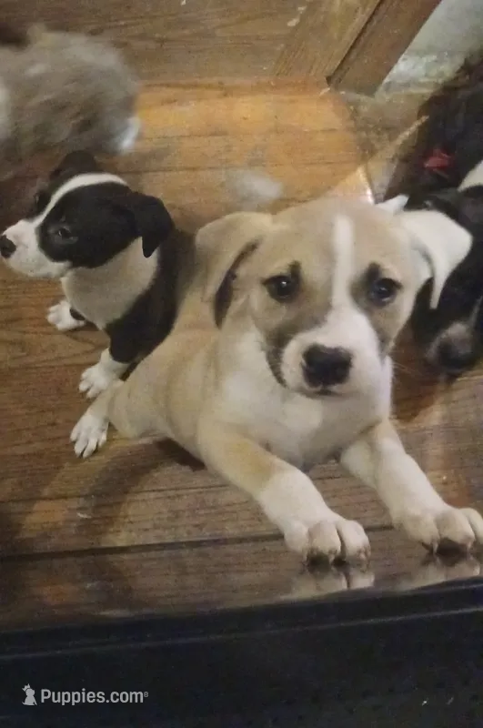 Remi – American Staffordshire Terrier, Australian Shepherd puppy for sale in South Milwaukee, WI