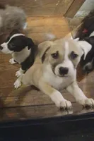 Remi, a male American Staffordshire Terrier and Australian Shepherd for sale in South Milwaukee, WI – 1 of 1