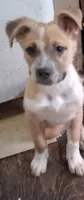 Foxy, a female American Staffordshire Terrier and Australian Shepherd for sale in South Milwaukee, WI – 5 of 8