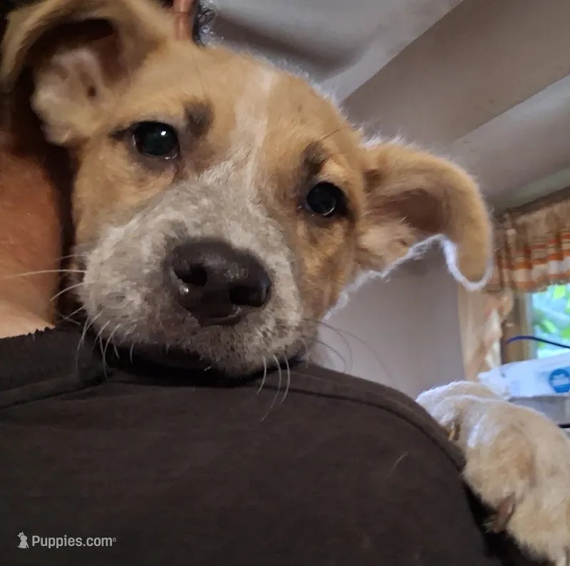 Foxy – American Staffordshire Terrier, Australian Shepherd puppy for sale in South Milwaukee, WI