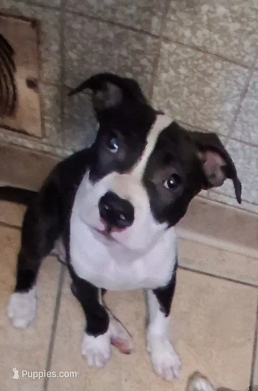 Lenny – American Staffordshire Terrier, Australian Shepherd puppy for sale in South Milwaukee, WI