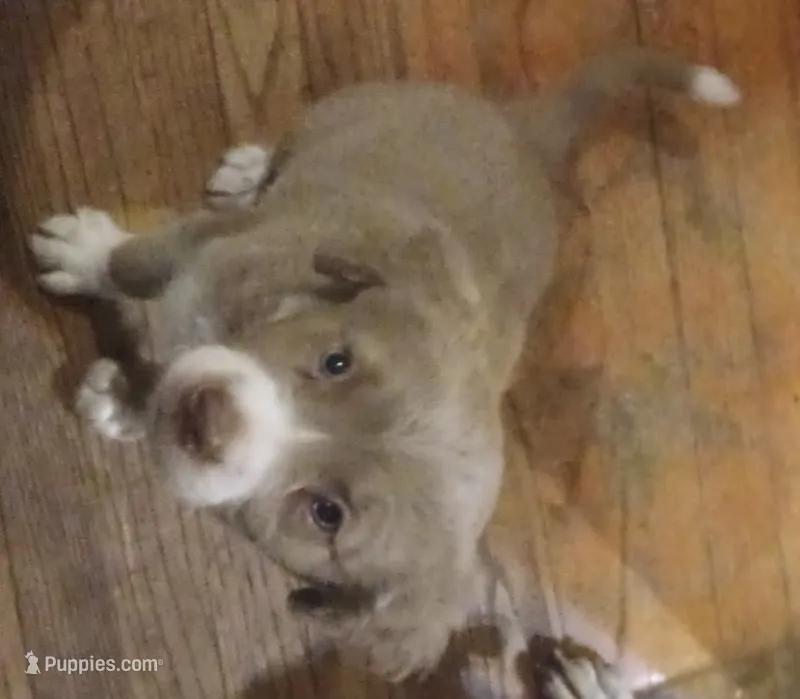 Fozzy – American Staffordshire Terrier, Australian Shepherd puppy for sale in South Milwaukee, WI