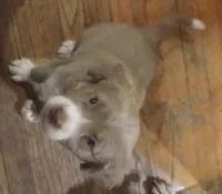 Fozzy, a male American Staffordshire Terrier and Australian Shepherd for sale in South Milwaukee, WI – 1 of 3