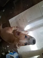 Foxy, a female American Staffordshire Terrier and Australian Shepherd for sale in South Milwaukee, WI – 8 of 8