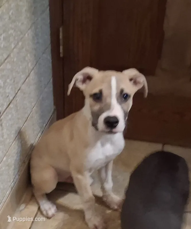 Remi – American Staffordshire Terrier, Australian Shepherd puppy for sale in South Milwaukee, WI