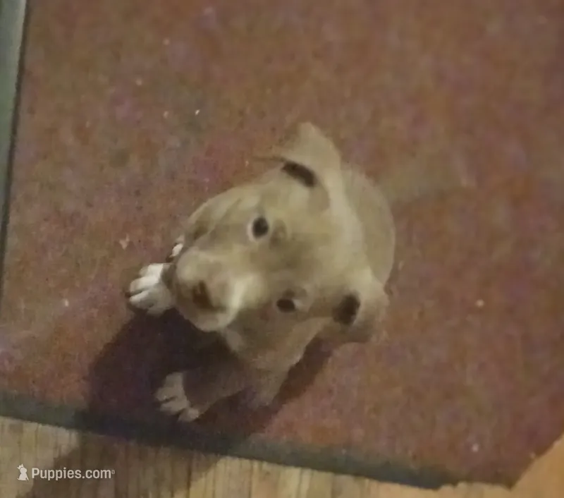 Cloe – American Staffordshire Terrier, Australian Shepherd puppy for sale in South Milwaukee, WI