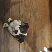 Lenny, a male American Staffordshire Terrier and Australian Shepherd for sale in South Milwaukee, WI – 1 of 3