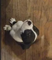 Lenny, a male American Staffordshire Terrier and Australian Shepherd for sale in South Milwaukee, WI – 2 of 3