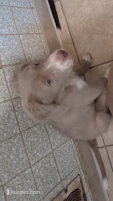 Fozzy – American Staffordshire Terrier, Australian Shepherd puppy for sale in South Milwaukee, WI