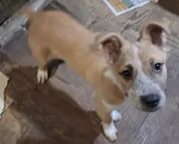 Foxy, a female American Staffordshire Terrier and Australian Shepherd for sale in South Milwaukee, WI – 8 of 10