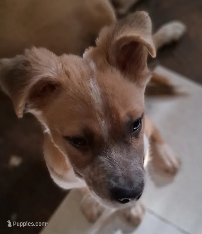 Foxy – American Staffordshire Terrier, Australian Shepherd puppy for sale in South Milwaukee, WI