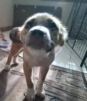 Foxy, a female American Staffordshire Terrier and Australian Shepherd for sale in South Milwaukee, WI – 6 of 8