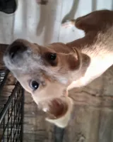 Foxy, a female American Staffordshire Terrier and Australian Shepherd for sale in South Milwaukee, WI – 7 of 8