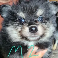 Grizz, a male Pomeranian for sale in Blanca, CO – Photo 1 of 2