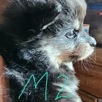 Grizz, a male Pomeranian for sale in Blanca, CO – Photo 2 of 2