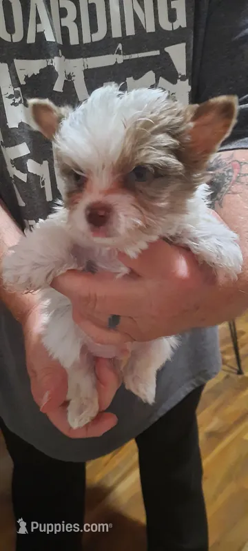 Merlen – Yorkshire Terrier puppy for sale in Hartford City, IN