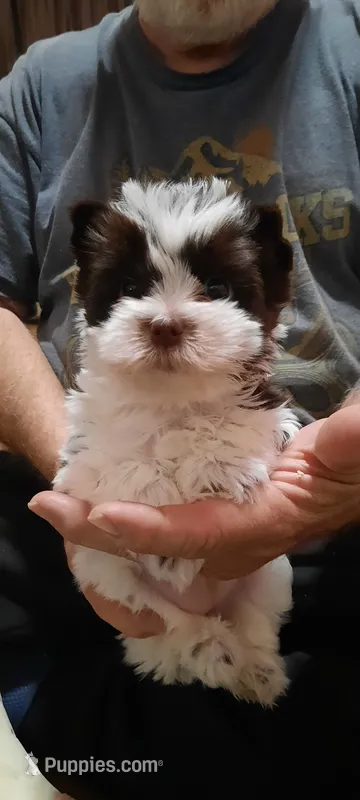 Ellie – Yorkshire Terrier puppy for sale in Hartford City, IN