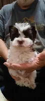 Ellie, a female Yorkshire Terrier for sale in Hartford City, IN – 1 of 3