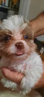 Merlen, a male Yorkshire Terrier for sale in Hartford City, IN – 4 of 4