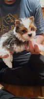 Fats, a male Yorkshire Terrier for sale in Hartford City, IN – 2 of 4