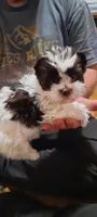 Ellie, a female Yorkshire Terrier for sale in Hartford City, IN – 2 of 3