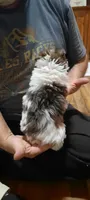 Fats, a male Yorkshire Terrier for sale in Hartford City, IN – 4 of 4