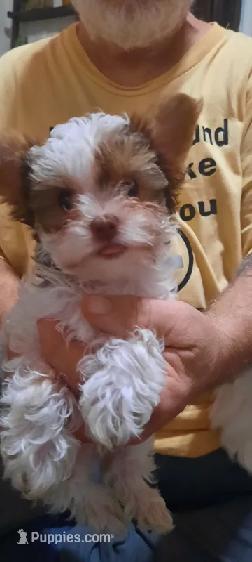 Bandit – Yorkshire Terrier puppy for sale in Hartford City, IN