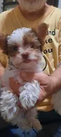 Bandit, a male Yorkshire Terrier for sale in Hartford City, IN – 1 of 2