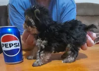 Ryker AKC, a male Yorkshire Terrier for sale in Hartford City, IN – 2 of 3
