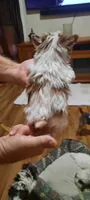 Merlen, a male Yorkshire Terrier for sale in Hartford City, IN – 3 of 4
