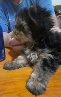 Ryker AKC, a male Yorkshire Terrier for sale in Hartford City, IN – 3 of 3
