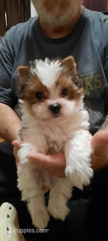 Fats – Yorkshire Terrier puppy for sale in Hartford City, IN