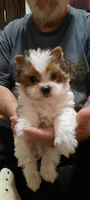 Fats, a male Yorkshire Terrier for sale in Hartford City, IN – 1 of 4