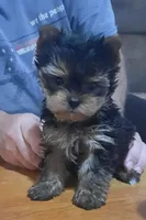 Ryker AKC, a male Yorkshire Terrier for sale in Hartford City, IN – 1 of 3