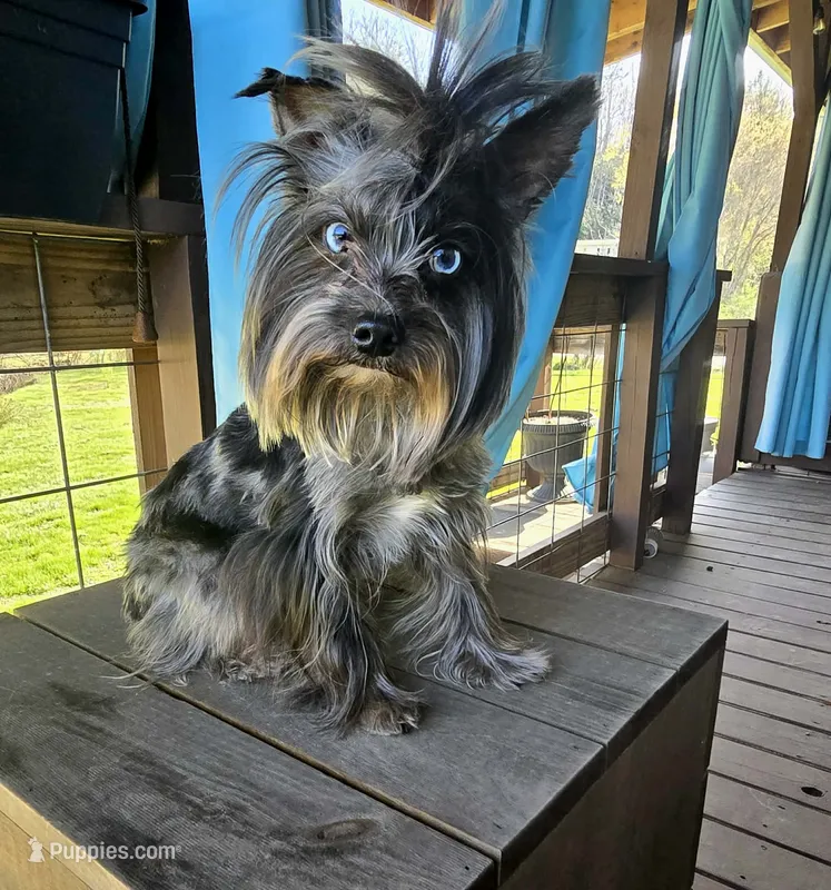 Nashville – Yorkshire Terrier puppy for sale in Hartford City, IN